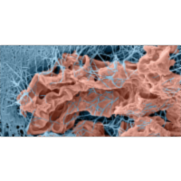 Biofield Energy Healing Based Herbomineral Formulation: An Emerging Frontier in Cosmetic Medicine