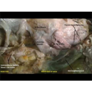 Strap Muscles of Neck - Sanjoy Sanyal icon