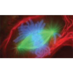 AP03 - Anatomy Physiology - The Cellular Level of Organization