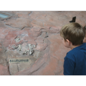 AP06 - Anatomy Physiology - Bone Tissue and the Skeletal System icon