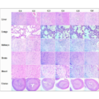 Assessment of Immunomodulatory Activity of the Biofield Energy Treated Novel Herbomineral Formulation After Oral Administration in Female Sprague Dawley Rats icon