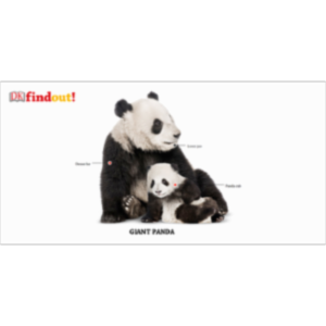 DK Find Out! | Fun Facts for Kids on Animals, Earth, History and more! icon