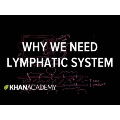 Why we need a lymphatic system