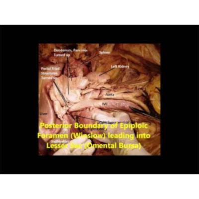 Suprarenal Dissection-Location-Relations-Vascular Description – Sanjoy Sanyal icon