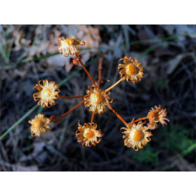 Interdisciplinary Studies: A Connected Learning Approach