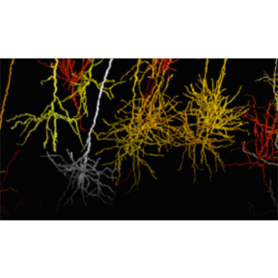 Allen Brain Atlas icon