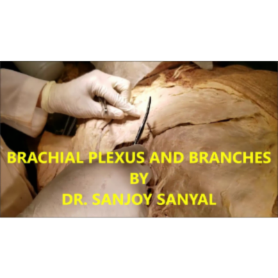 Brachial Plexus and Branches HD Demonstration in Axilla – Sanjoy Sanyal icon