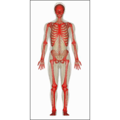 Skeletal System: Anatomy and Function, Diagram, Diseases, and More icon