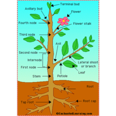 Plant Anatomical Diagram icon
