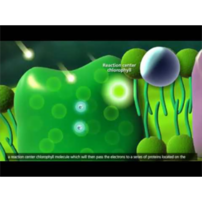 Photosynthesis Light Reaction, Calvin Cycle, Electron Transport Animation icon