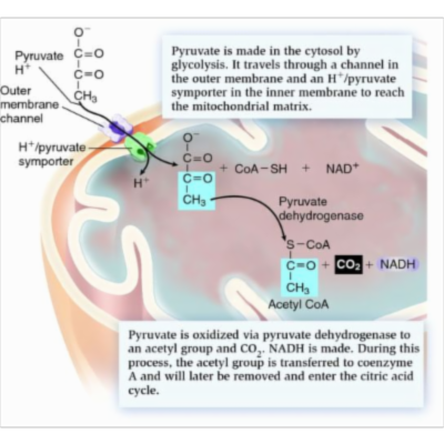Pyruvate dehydrogenase complex (PDH complex) icon
