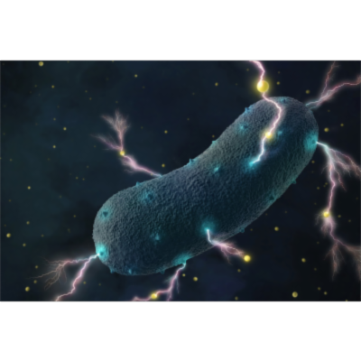 Gut bacteria’s shocking secret: They produce electricity