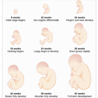 Prenatal Development | Introduction to Psychology icon
