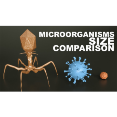 Microorganisms Size Comparison
