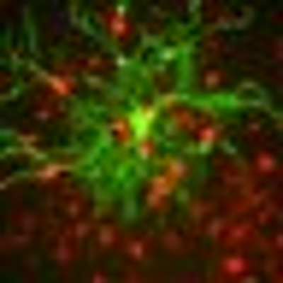 Neuroscientifically Challenged