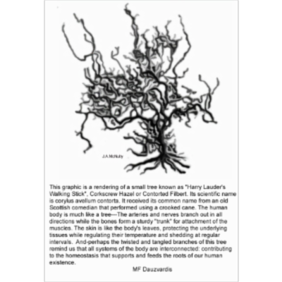 LUMEN Dissector icon