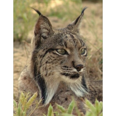 Los animales en mayor peligro de extinción - lista del top 10 icon