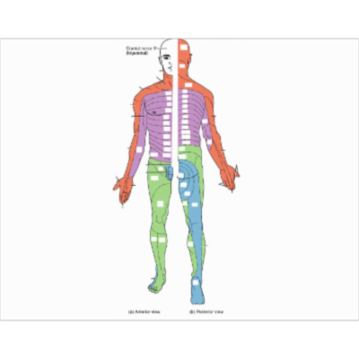 Dermatome map quiz icon