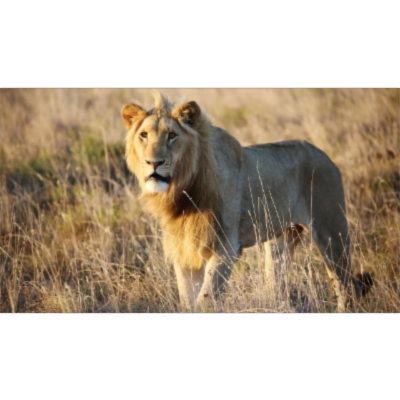 SOUTH AFRICA 2016 | Cape Town &amp; Garden Route