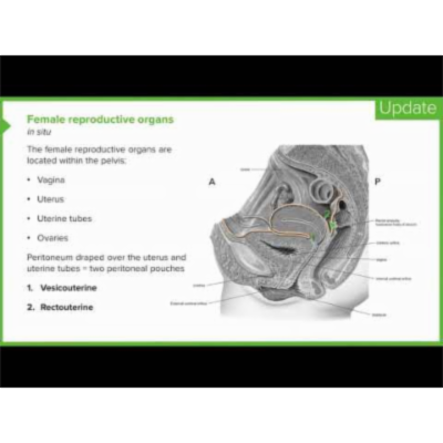 Female Reproductive Organs Introduction Lecturio