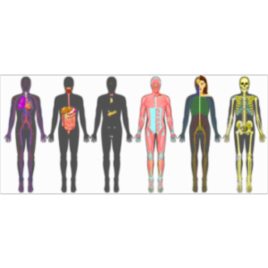 Human Anatomy Online icon
