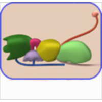 mRNA Splicing--Tutorial and Animation icon