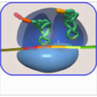 Translation--Tutorial and Animation