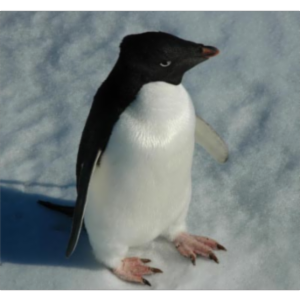 Penguins Marching Into Your Classroom icon