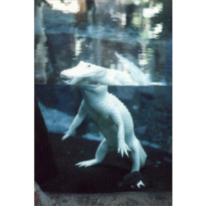 What is Life - Neurotransmitters and Hormones