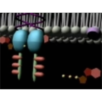 Activation of Tyrosine Kinase Receptor