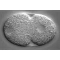 C. elegans Movies icon