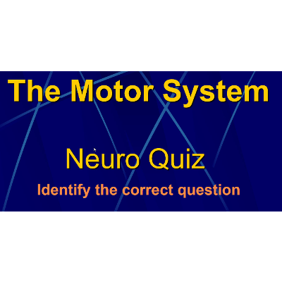 The Motor System: Quiz Game