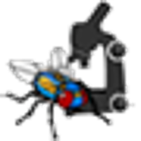 Drosophila Interactive Activity