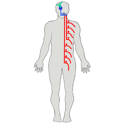 Dorsal Column-Medial Lemiscal System