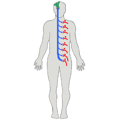 Spinal Thalamic System icon