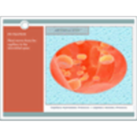 Inside the Body:  Fluid Pressures and Processes