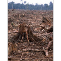 World Wild Life Organization icon