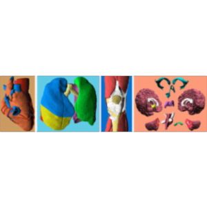 The Digital Anatomist Project icon