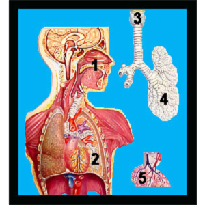 Anatomy of the Respiratory System icon