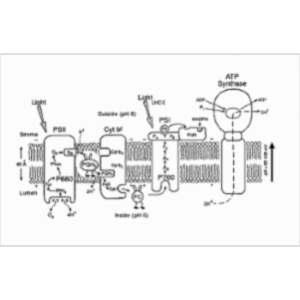 Activity Sheet for Light Reactions of Photosynthesis icon