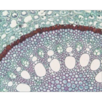 Activity Sheet for Plant Anatomy icon