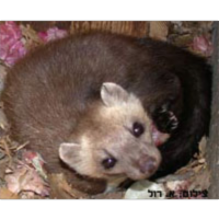 כיצד חולקים מינים קרובים את אותו חבל ארץ? icon