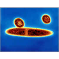 Introduction to Microbiology