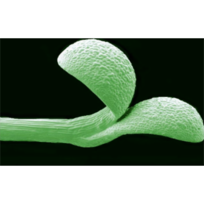 Mother knows best – how plants help offspring by passing on seasonal clues | John Innes Centre icon