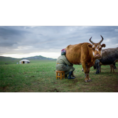 How can you eat dairy if you lack the gene for digesting it? Fermented milk may be key, ancient Mongolian study suggests icon
