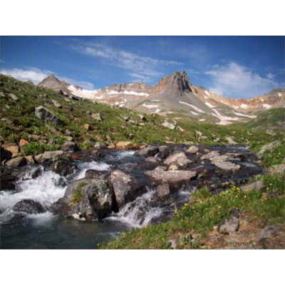 Riparian Life Zones Plants and Trees
