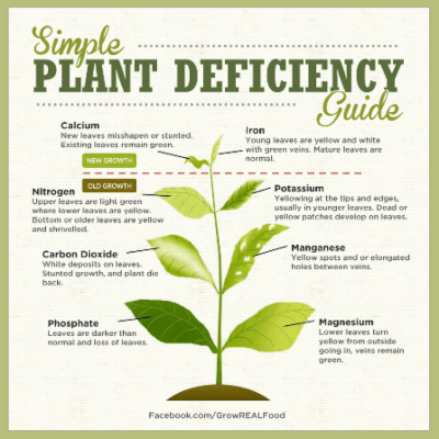 Identifying Plant Nutrient Deficiencies – Grow Real Food | Living An Organic, Non-GMO Real Food Life! icon