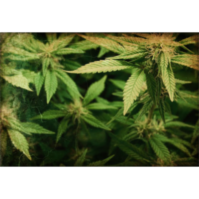 Secondary Metabolites in Plants icon