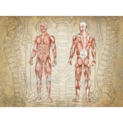 Anatomy & Physiology icon