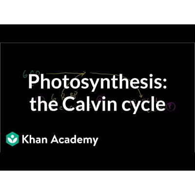 Photosynthesis:  Calvin cycle icon